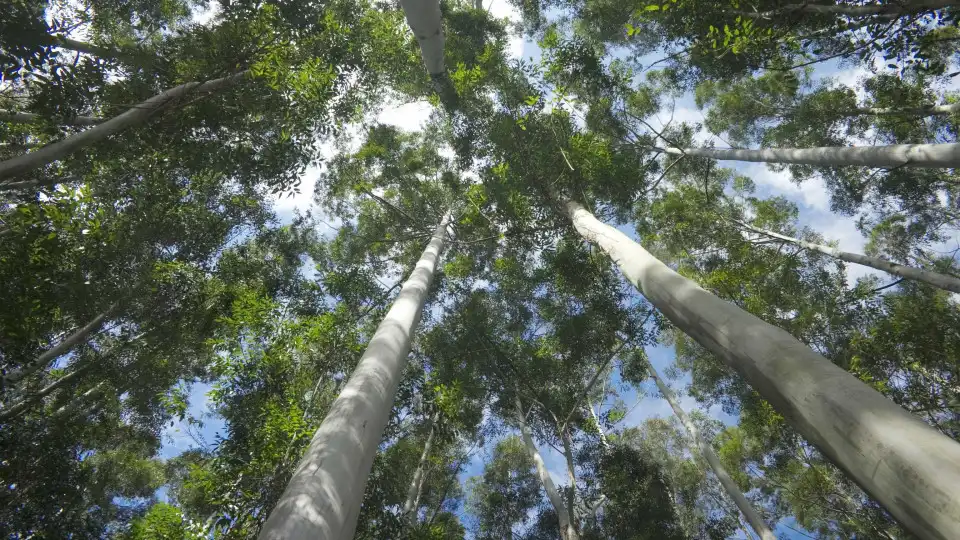 Resgatado após 5 dias perdido em floresta no Brasil. Acabou multado