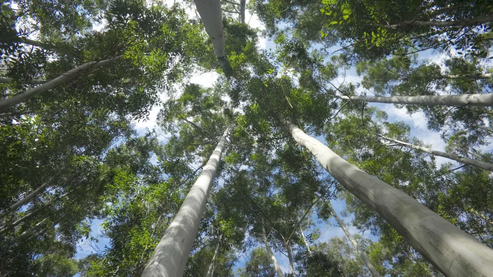 Drones, realidade virtual ou maquinaria para trabalhar na floresta e atrair jovens