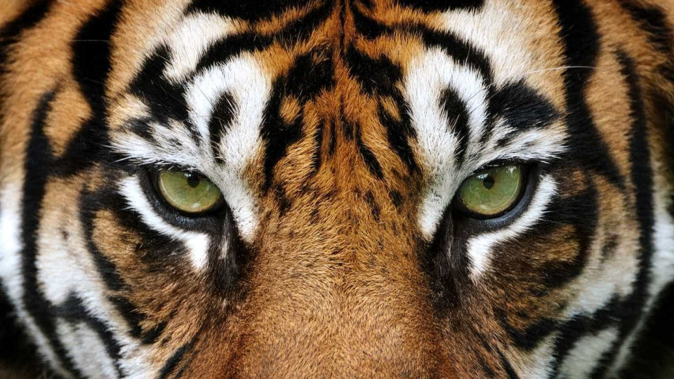 Número de tigres da Indochina cresce na Tailândia, apesar de ameaça