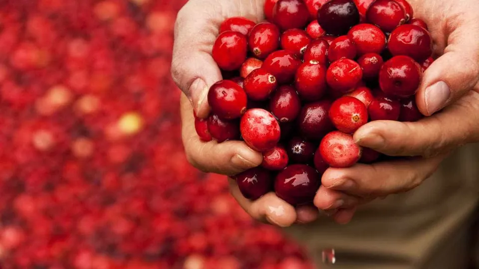 Arando vermelho. Uma pequena fruta com grandes benefícios