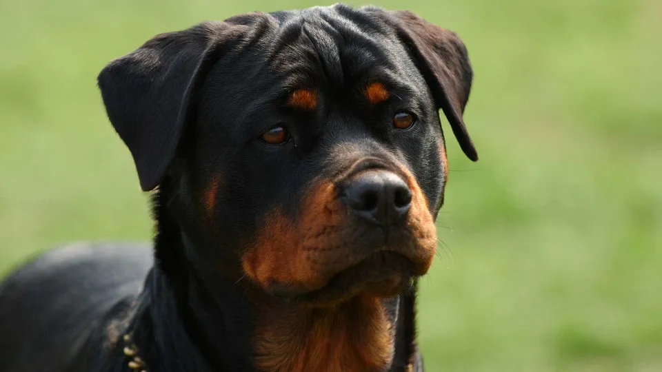Sabe como se definem os cães potencialmente perigosos? E que raças são?