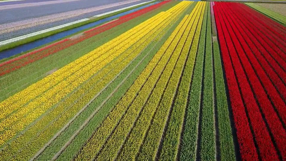 Imagens incríveis dos campos de tulipas na Holanda