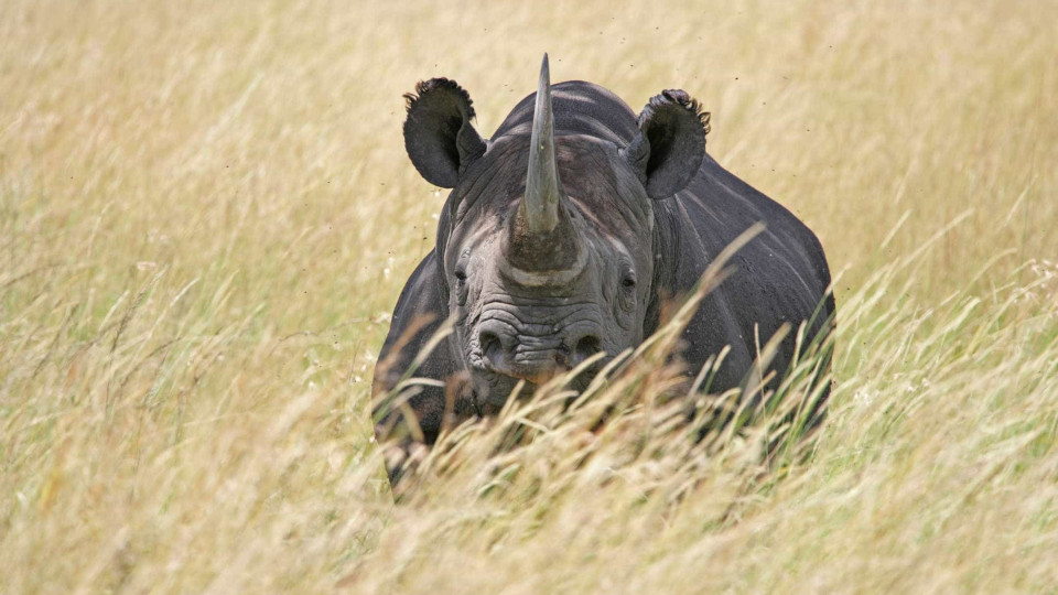 Número de rinocerontes mortos por caçadores sobe 11% na África do Sul