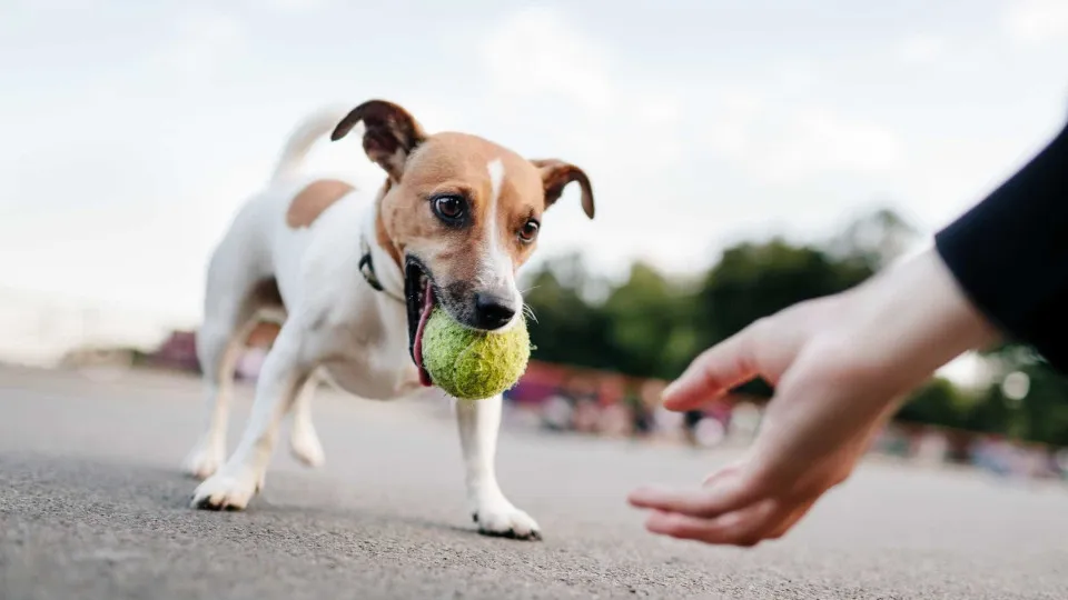 Quer um animal de estimação? Canil de Coimbra volta a promover adoções