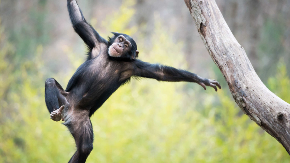 Um grop do macaco que joga no campo de jogos