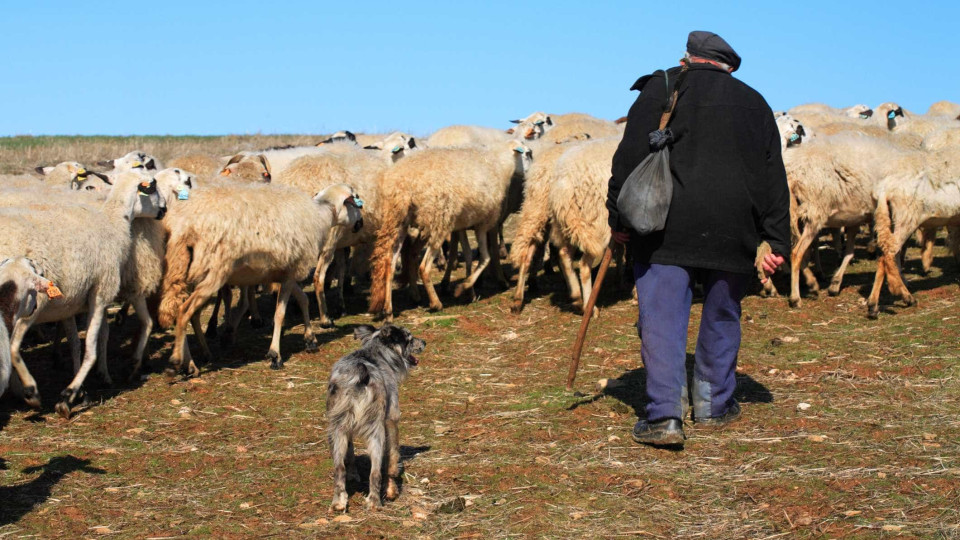 Estreia documentário sobre romaria de pastores da Serra da Estrela