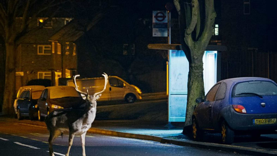 Fotógrafo capta imagens incríveis de animais selvagens em cidades