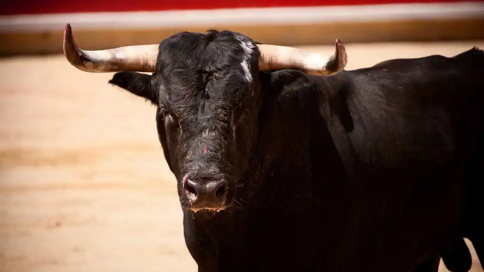 Touro foge e mata homem em Toledo. Há ainda 3 feridos, incluindo criança