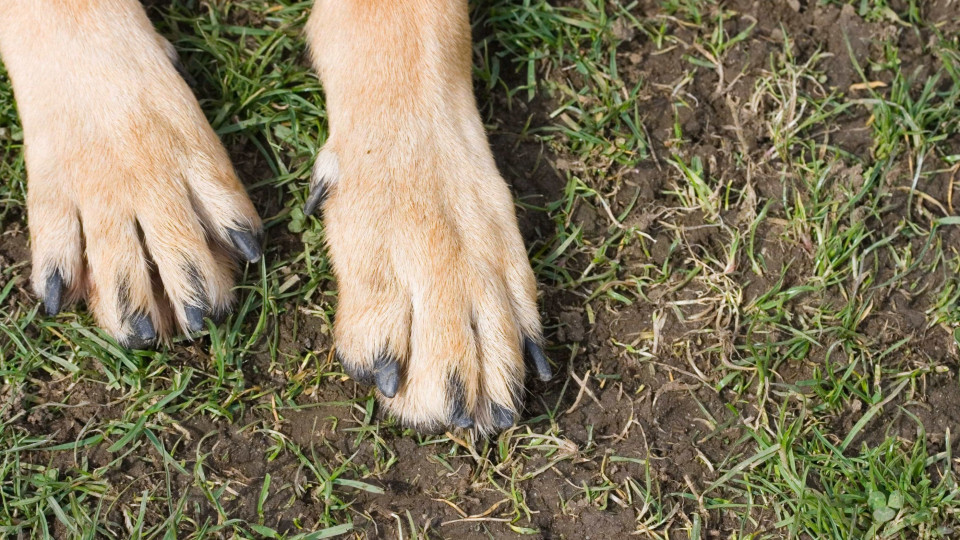 Cão espancado e queimado vivo luta pela vida em hospital veterinário