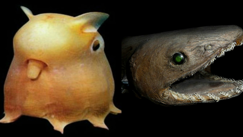 Conheça as criaturas mais aterradoras do fundo do mar