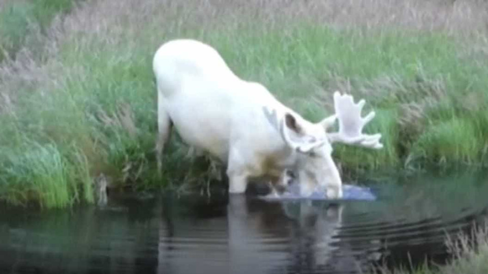 Encontro entre alce branco raro e ser humano. "Foi incrível"