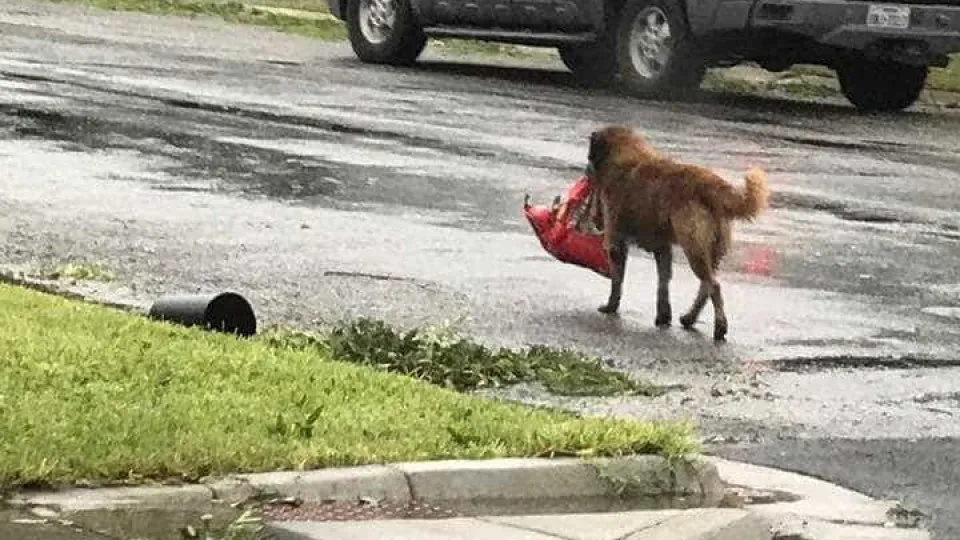 Cão foge com saco de ração durante furacão. Esta fotografia fê-lo viral
