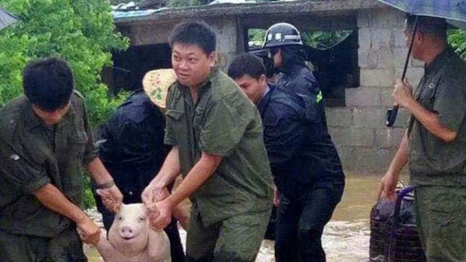 Este porco não conseguiu conter a alegria ao ser salvo. A internet adorou