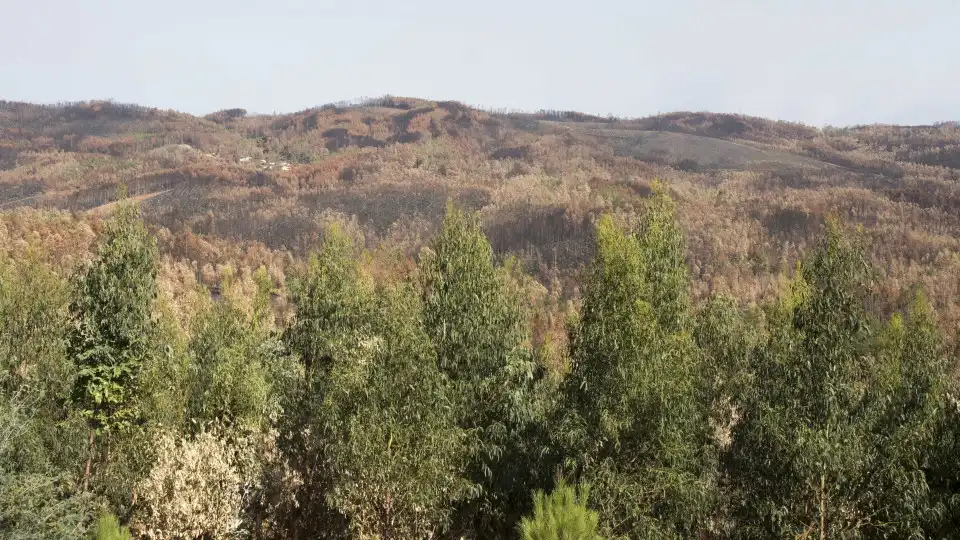 Pedrógão? A forest where the abandoned eucalyptus has become "native"