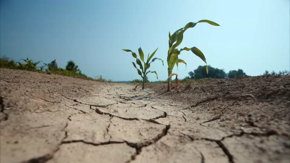 Governo atribui subsídio de até 85.000 euros a confederações agrícolas em Bruxelas