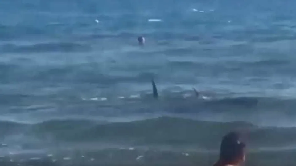 Turistas surpreendidos por tubarão em praia espanhola
