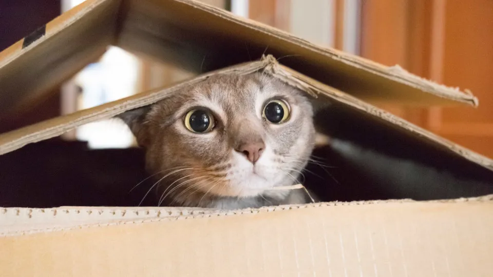 Como entender melhor o seu gato