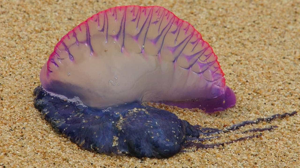 Sete pessoas picadas por caravelas portuguesas em praias de Benidorm