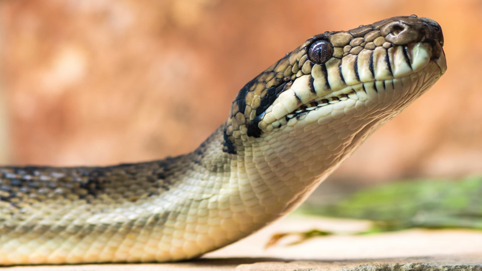 Menino só entrou em avião após esconder cobra (estampada) na t-shirt