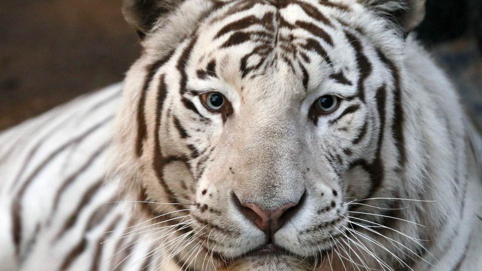 Grécia. Cria de tigre branco abandonada em caixote do lixo em Atenas
