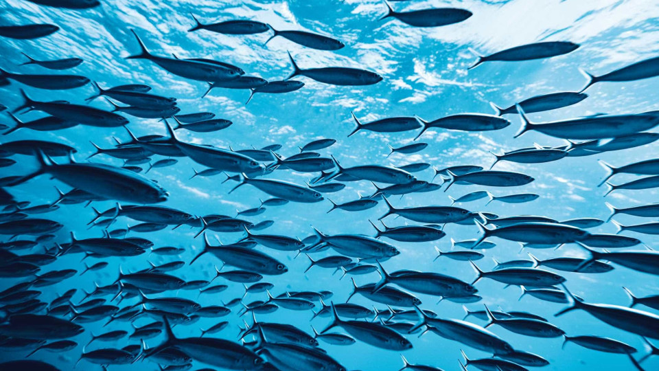 Aquecimento global: Reservas de peixe poderão cair drasticamente 