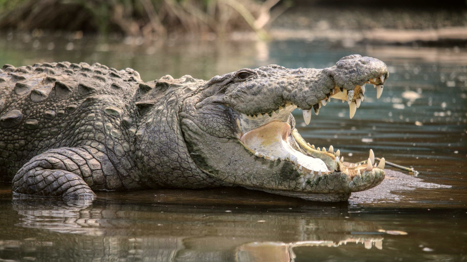 Homem sobrevive a ataque de crocodilo abrindo-lhe as mandíbulas