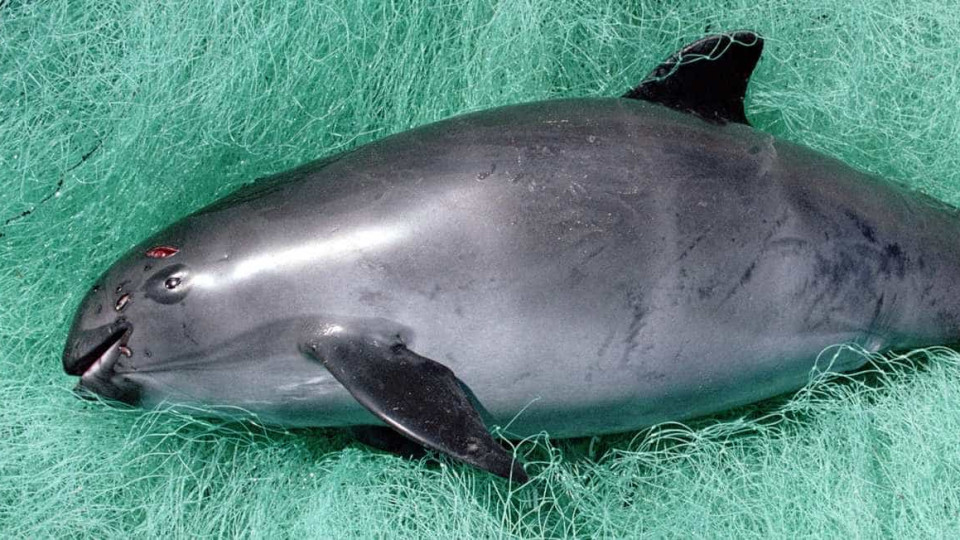Vaquita marinha morre ao ser capturada para salvar a espécie em extinção