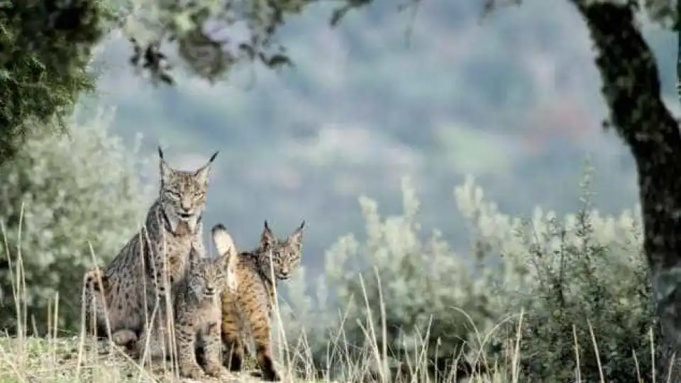 Penamacor and Sabugal will have enclosures to welcome the Iberian lynx