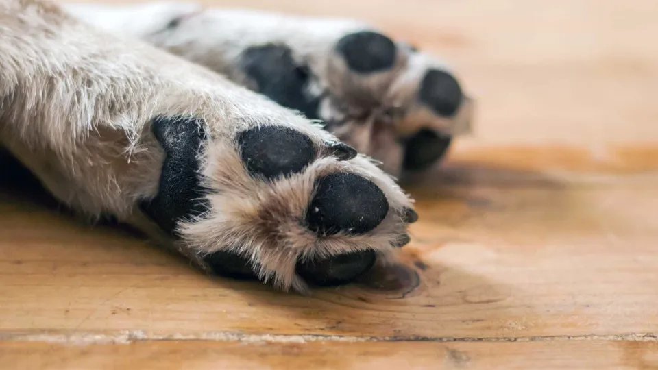 'Zero the Hero': O cão que morreu ao defender a sua família de atirador