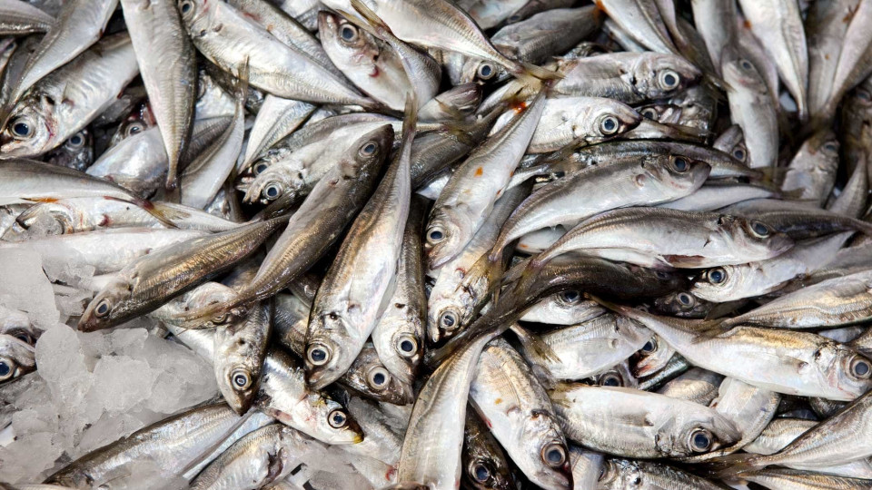 Pesca da sardinha com quota de até 9 mil toneladas