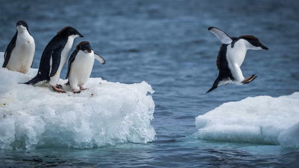 Microplásticos detetados pela primeira vez em pinguins da Antártida