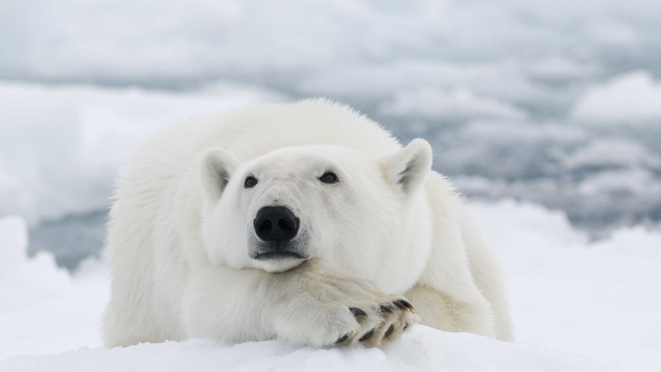 Inspirados no pelo de urso-polar, cientistas criam isolamento térmico
