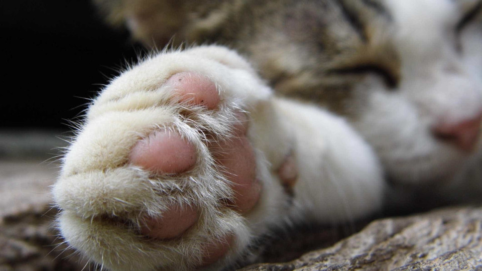 Restelo. Vinte gatos viviam em "insalubridade medonha" após morte de dono