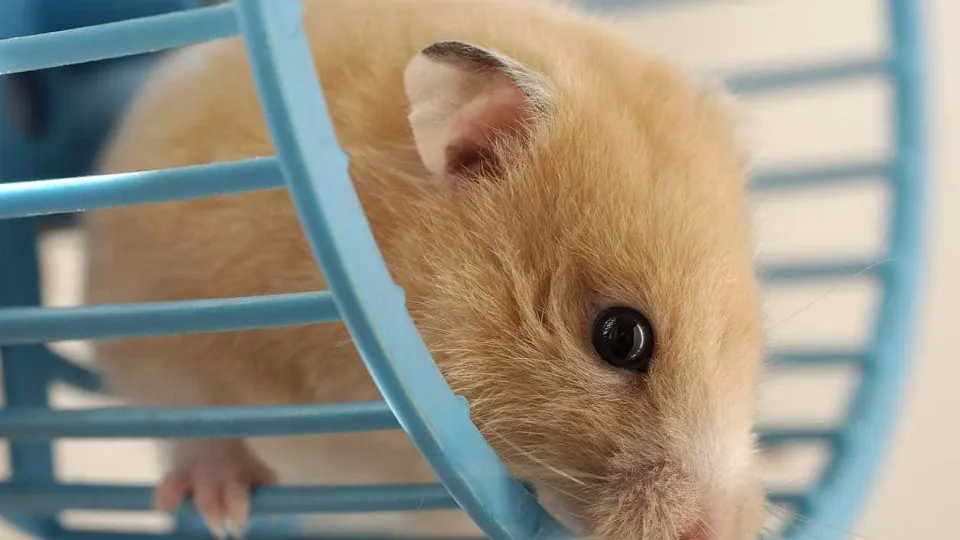 Covid. Hong Kong pede a habitantes que parem de adotar hamsters a abater