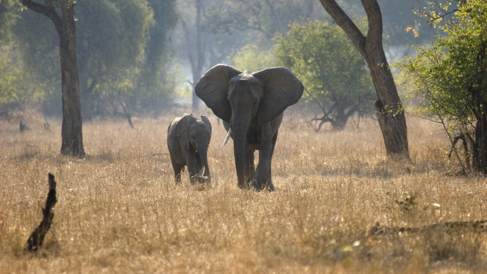 SABE O QUE é ter 'memória de elefante'? A história de Shilrey e Jenny