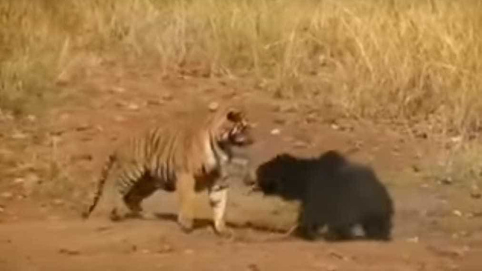 Tigre desafia ursa para uma luta numa reserva natural da Índia
