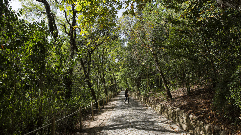 Concertos, oficinas e visitas encenadas no Jardim Botânico de Coimbra