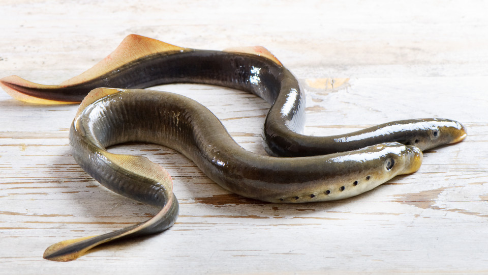 Pescadores de Melgaço e Monção podem capturar lampreia no rio Minho