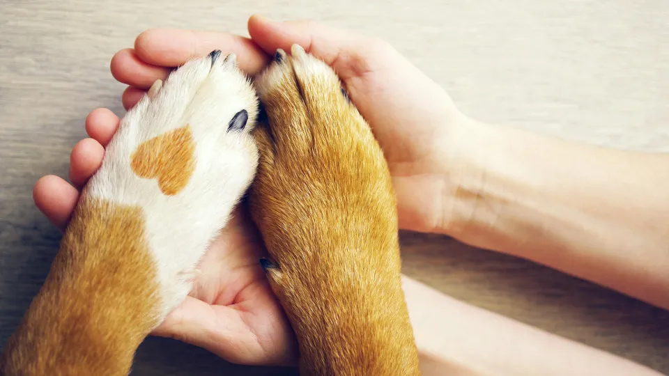 Mulher deixa "ao abandono" cadela e dez cachorros em Valongo