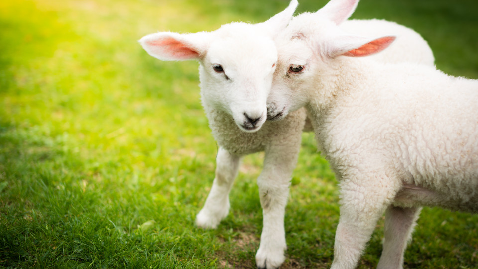 Investigadores criam programa capaz de detetar doenças em ovelhas