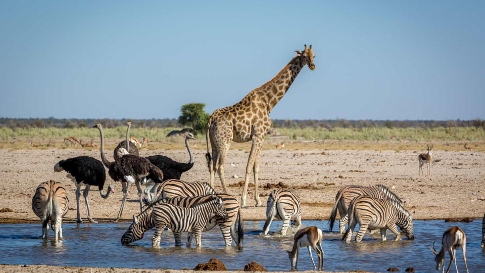 Vida selvagem: Descubra os melhores safaris para fazer em África