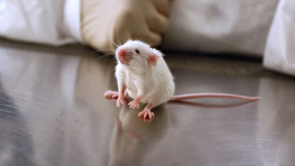 Usar ratos para detetar tuberculose é possível futuro método