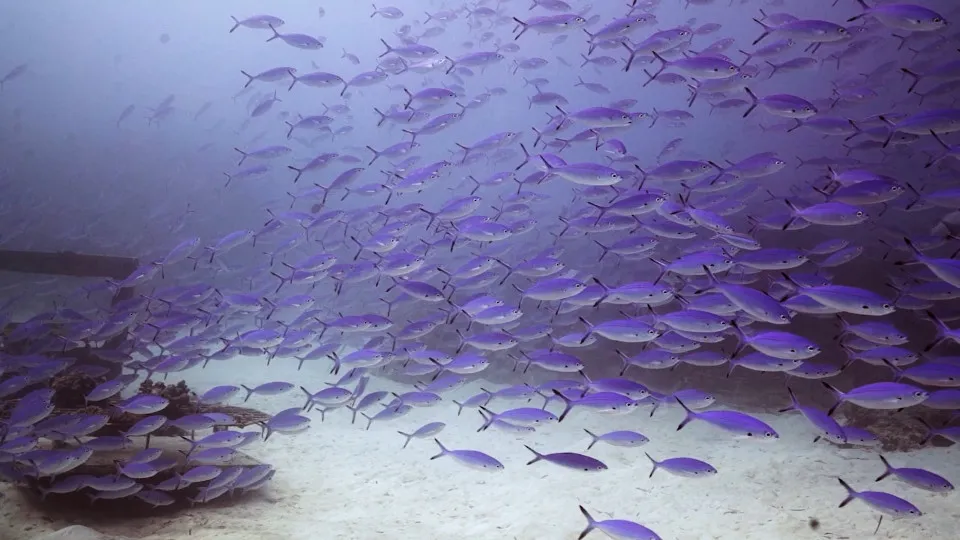 Mergulhador imerso em hipnotizante 'parede' de peixes