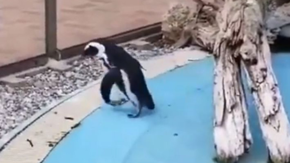 Pinguim bem tenta mas não consegue apanhar borboleta