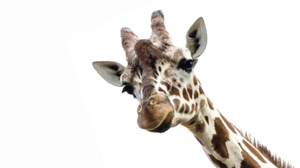 SABIA QUE uma girafa pode limpar as orelhas com a língua? 