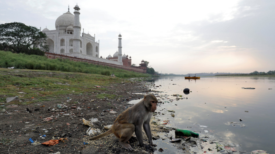 Macacos atacam dois turistas franceses no Taj Mahal