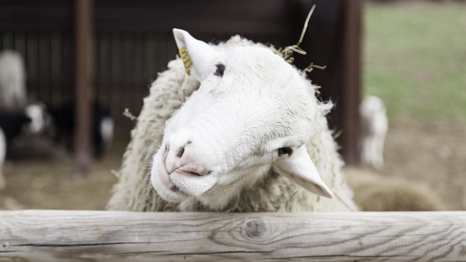 China bane importação de ovelhas? Ministério diz que Portugal não exporta