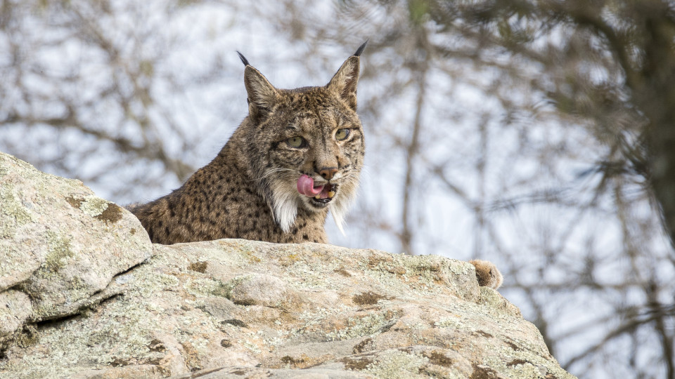 Portugal e Espanha "salvaram o lince-ibérico"