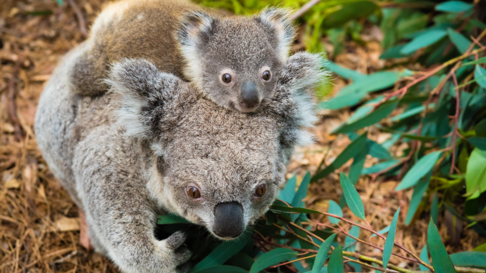 SABIA QUE os koalas comem quase exclusivamente folhas de eucalipto?