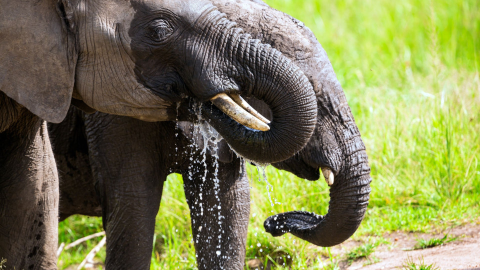 SABIA QUE os elefantes sentem o cheiro da água a até 5 km de distância?